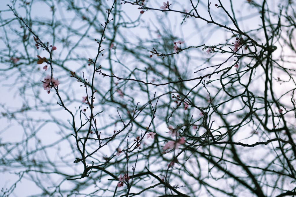 アムステルダムの春　