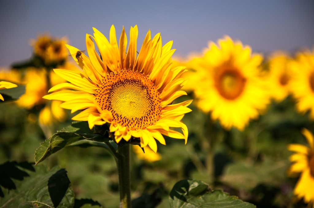 Vincent van Gogh&nbsp;3