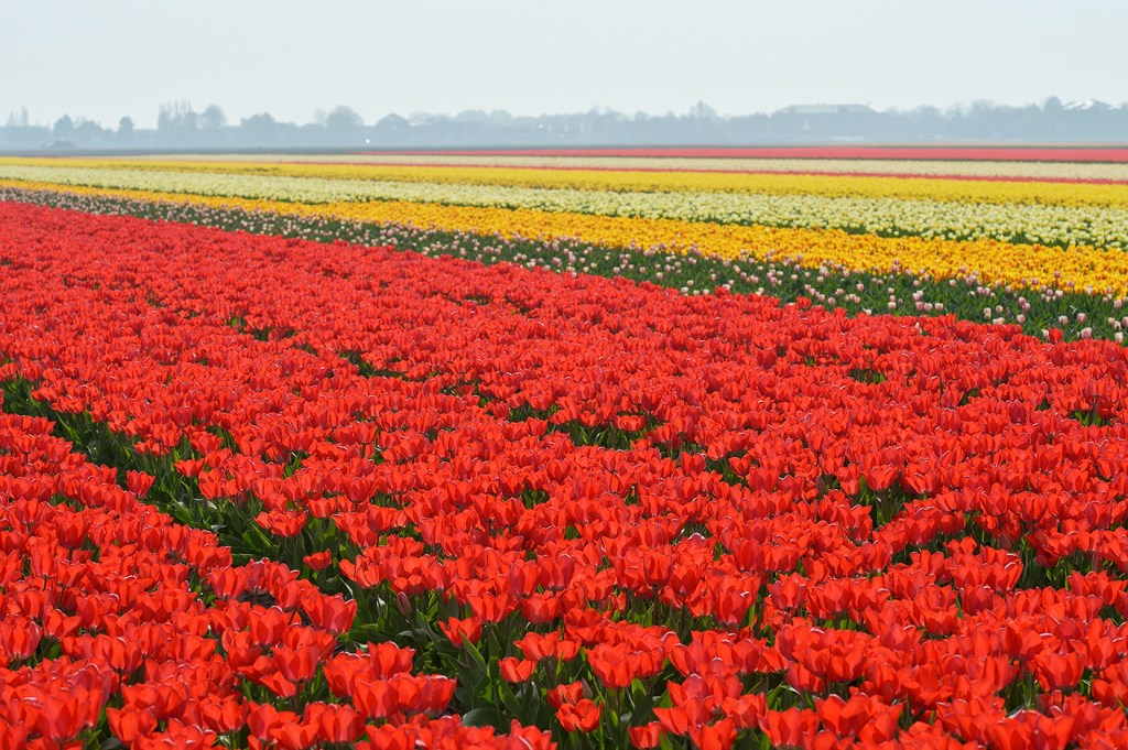 オランダと言えばチューリップ
