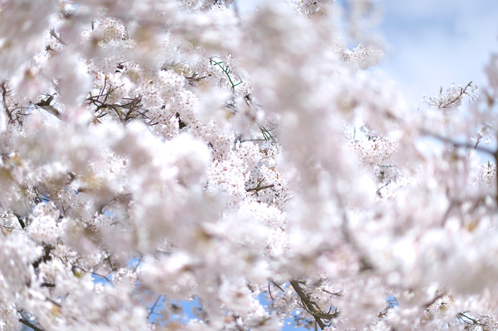 アムステルダムの桜　続編