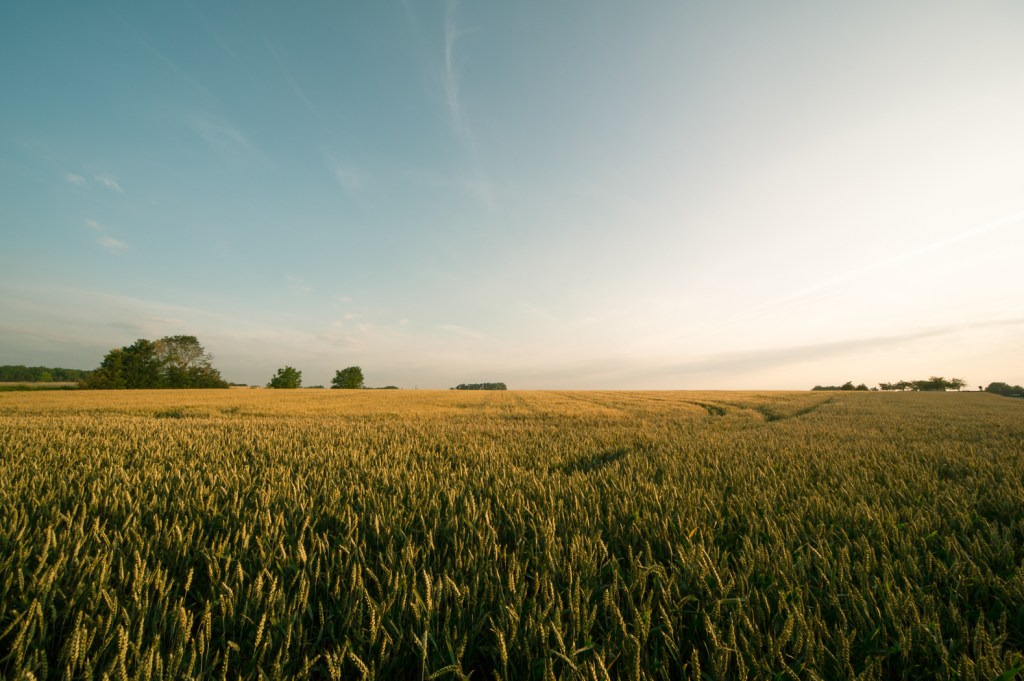 Vincent van Gogh&nbsp;4