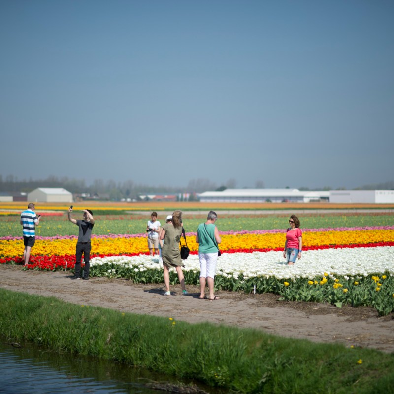 満開のチューリップ畑の傍らで