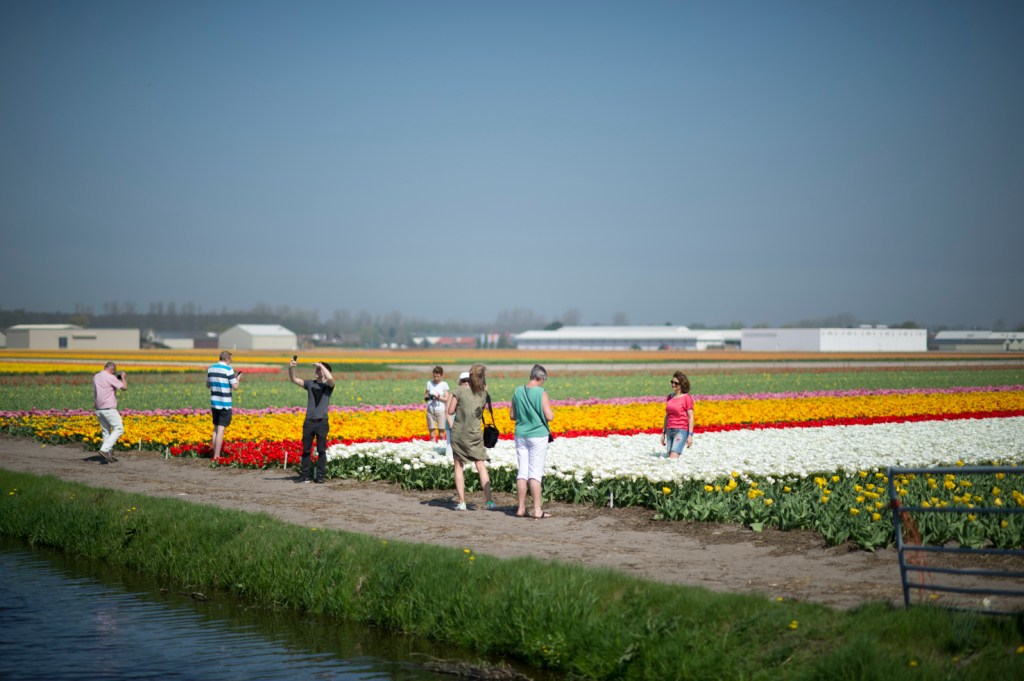 満開のチューリップ畑の傍らで